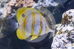 Copper-banded butterflyfish, Chelmon rostratus fish