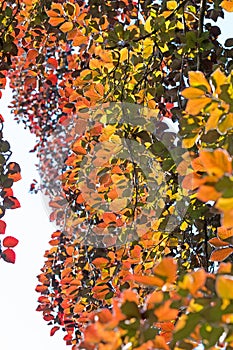 Copper beech, Fagus sylvatica, in early summer photo