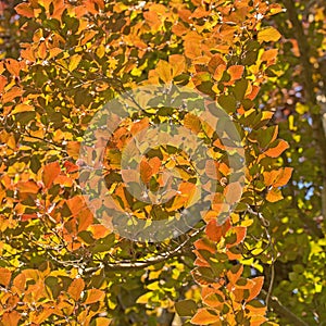 Copper beech, Fagus sylvatica, in early summer photo