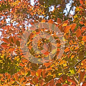 Copper beech, Fagus sylvatica, in early summer photo