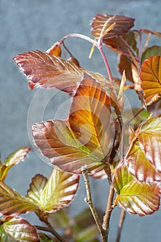 Copper Beech  leaves in spring