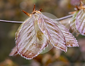 The Copper beech tree Fagus sylvatica purpurea leaves isolated, close up.