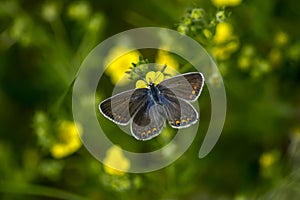 Copper-butterfly Butterflies