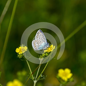 Copper-butterfly Butterflies