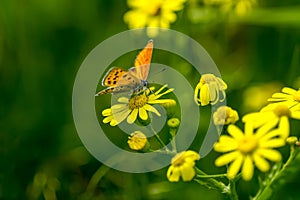 Copper-butterfly Butterflies