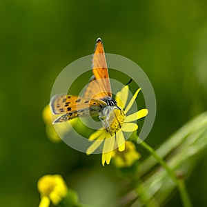 Copper-butterfly Butterflies