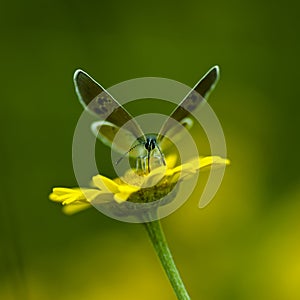 Copper-butterfly Butterflies