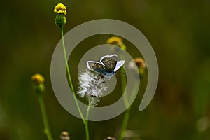 Copper-butterfly Butterflies