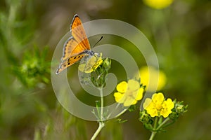 Copper-butterfly Butterflies