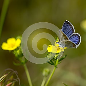 Copper-butterfly Butterflies