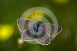 Copper-butterfly Butterflies