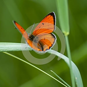 Copper-butterfly Butterflies