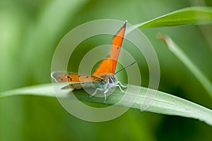 Copper-butterfly Butterflies