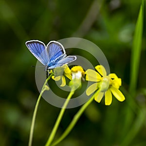 Copper-butterfly Butterflies