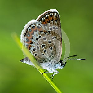 Copper-butterfly Butterflies