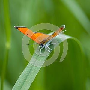 Copper-butterfly Butterflies