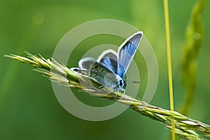 Copper-butterfly Butterflies