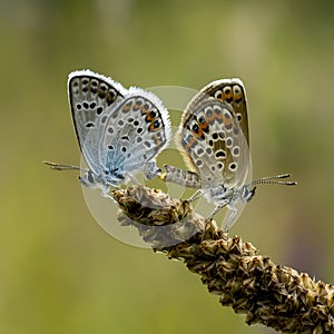 Copper-butterfly Butterflies