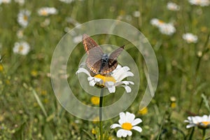 Copper-butterfly on camomile