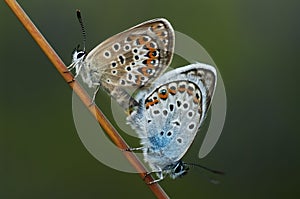 Copper-butterfly lat Lycaenidae.