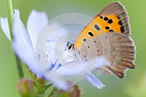 Copper-butterfly (Lycaena phlaeas)