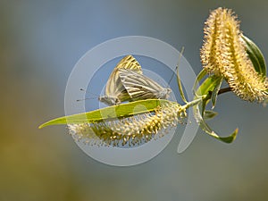 Copper-butterfly Lycaenidae. Beautiful butterfly make mating