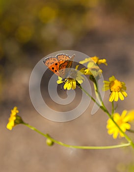 Copper Butterfly on Yellow Daisy flowers