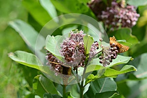 Copper butterflys