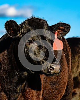 Copper deficiency Angus heifer