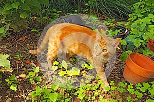 Copper-eyed domestic shorthair classic red tabby cat