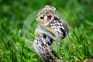 Copper-headed Trinket Snake ready to attack, Coelognathus radiatus