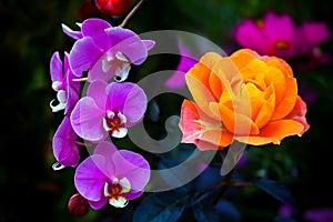 Copper orange hybrid rose and pink orchids