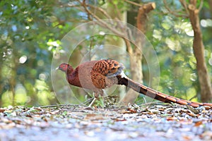 Copper Pheasant male in South Kyushu, Japan