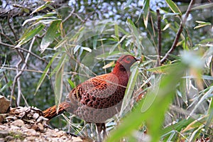 Copper Pheasant