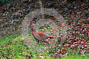 Copper Pheasant