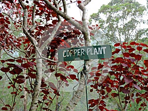Copper plant growing in Rose Garden in Munnar, Kerala, India