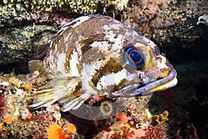 Copper rockfish