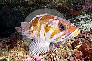Copper rockfish photo
