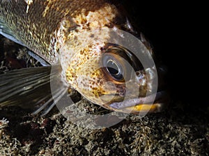 Copper Rockfish Sebastes caurinus