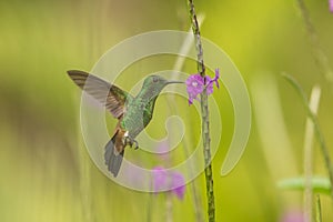 Copper-rumped hummingbird, Amazilia tobaci hovering next to violet flower, bird in flight, caribean Trinidad and Tobago