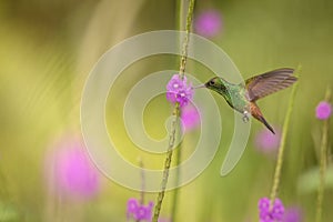 Copper-rumped hummingbird, Amazilia tobaci hovering next to violet flower, bird in flight, caribean Trinidad and Tobago