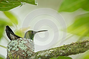 Copper-rumped hummingbird Amazilia tobaci sitting on nest on branch, caribean tropical forest, Trinidad and Tobago