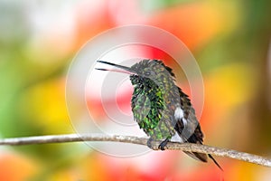 Copper-rumped hummingbird chirping with colorful background