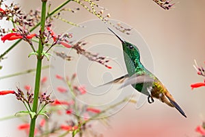 Copper-rumped hummingbird and flowers with a pale red background