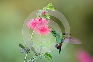 Copper-rumped Hummingbird hovering next to pink mimosa flower, bird in flight, caribean tropical forest, Trinidad and Tobago