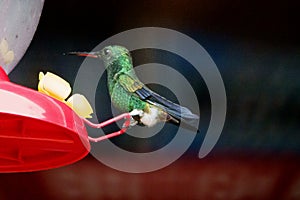 Copper rumped hummingbird at feeding station in Castara on Tobago photo