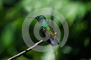 Copper-rumped hummingbird at the Adventure farm in Trinidad and Tobago photo