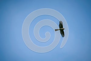 Copper\'s hawk soars through a clear blue sky