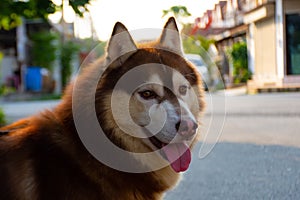 Copper Siberian dog fur