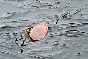 Copper spinner lies on on young thin ice